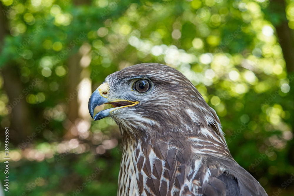 Fototapeta premium Hawk, wildlife, hawk detail 