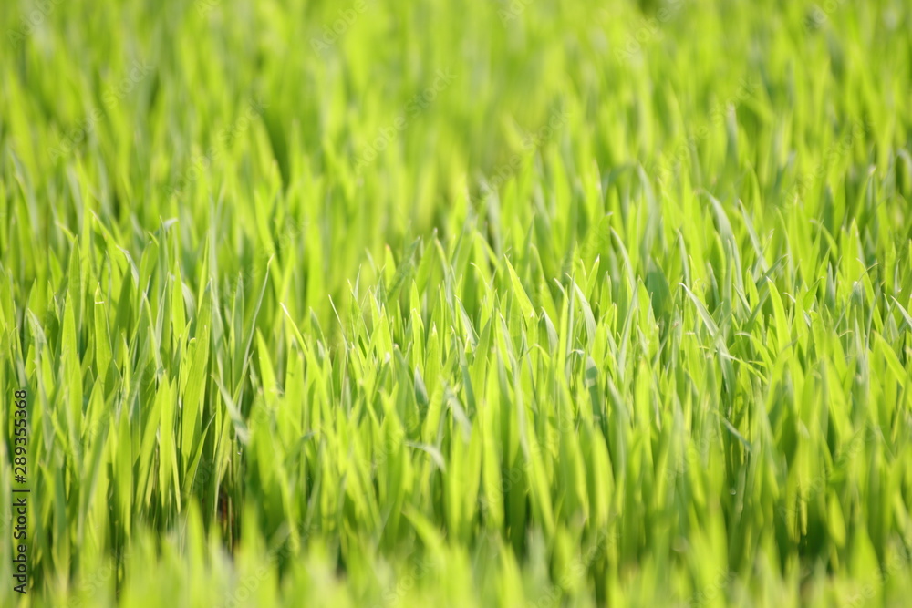 grass with water drops of dew grass with water drops of dew