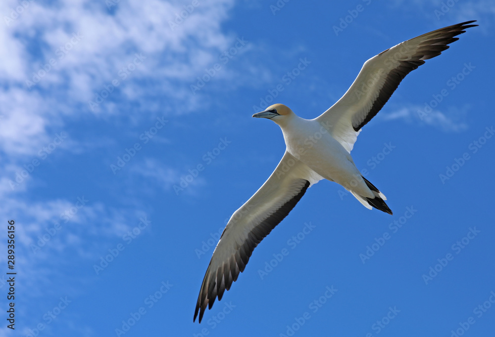Fototapeta premium Tölpel in Neuseeland am Cape Kidnappers