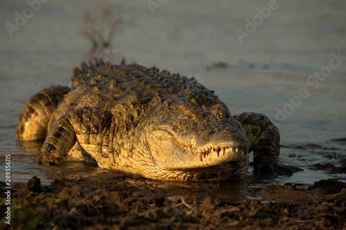 Portrait of nile crocodile  crocodylus niloticus  on riverbank with last light of day -Kruger National Park  South Africa   african reptile  exotic adventure in Africa  safari