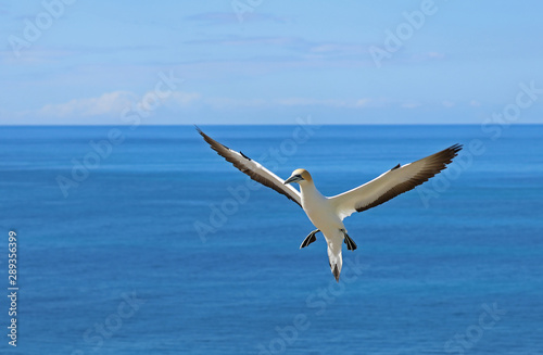 Tölpel in Neuseeland am Cape Kidnappers