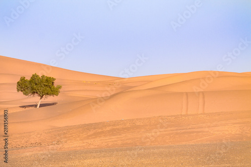 Lonely tree in the Sahara desert in the background of dunes and clear sky. Scenery