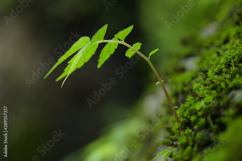 Beautiful Green Macro background with copyspace © Sharpnaja
