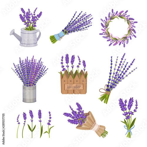Set of lavender compositions. Vector illustration on a white background.
