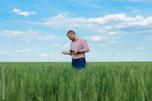 Farmer or agronomist standing in the wheat field examining the yield quality.