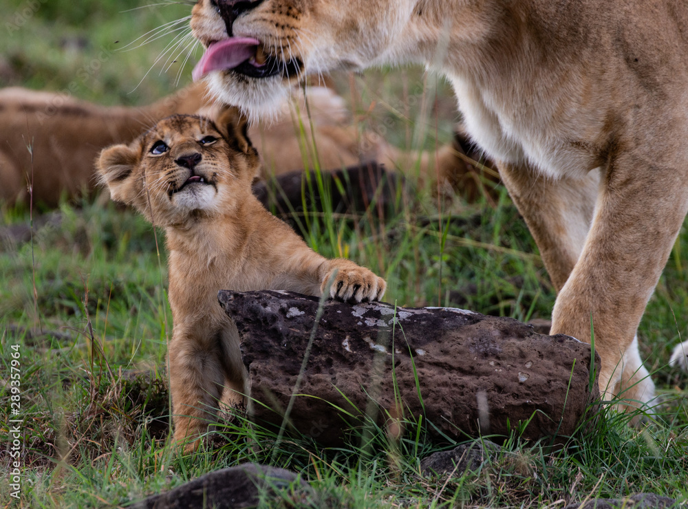 Fototapeta premium Lion licking cub