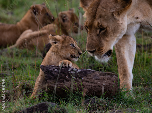 Cub looking into Lions eyes