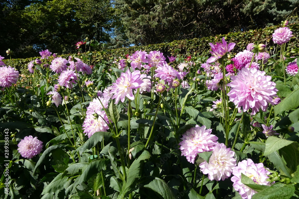Dahlia Dahlia
