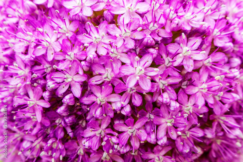 Allium aflatunense decorative onion violet flowers close-up.
