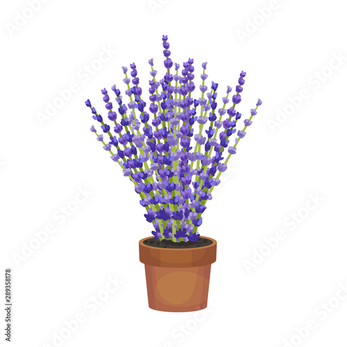 Magnificent lavender in a brown pot. Vector illustration on a white background.