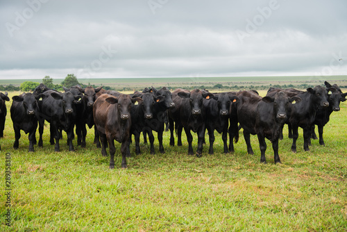 Angus bulls and cows, grazing on pasture, in Brazil