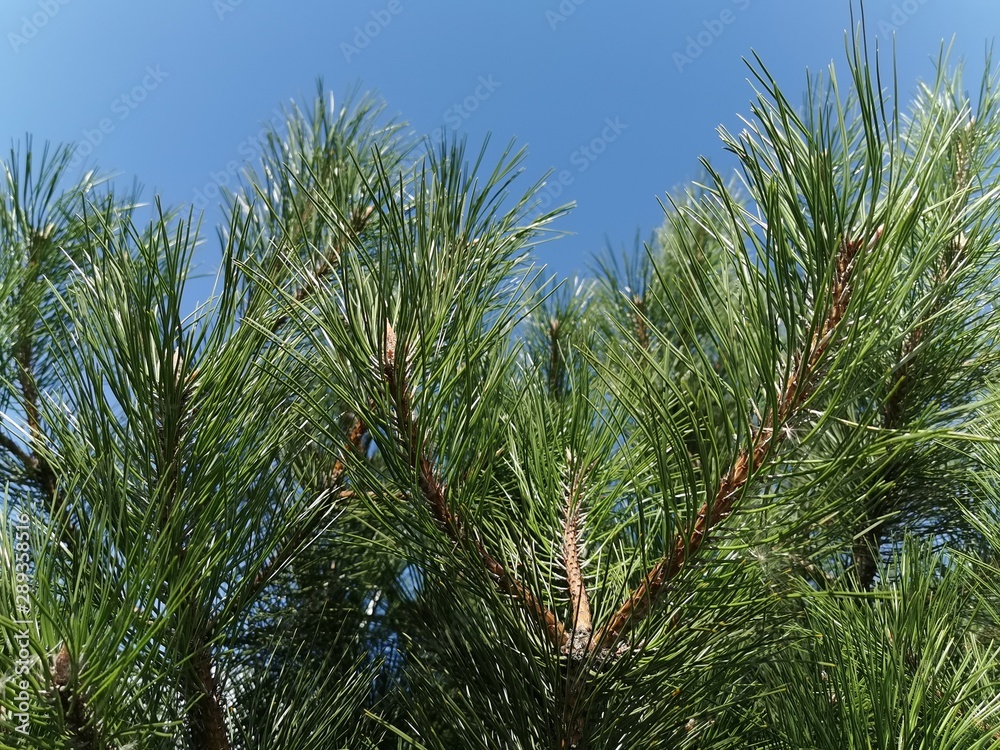 Gorgeous, beautiful pine branches with long needles. Close-up photo Gorgeous, beautiful pine branches with long needles. Close-up photo