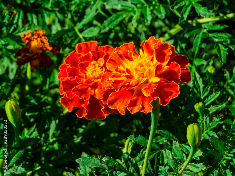 Zinnia flowers close up in the nature Zinnia flowers close up in the nature