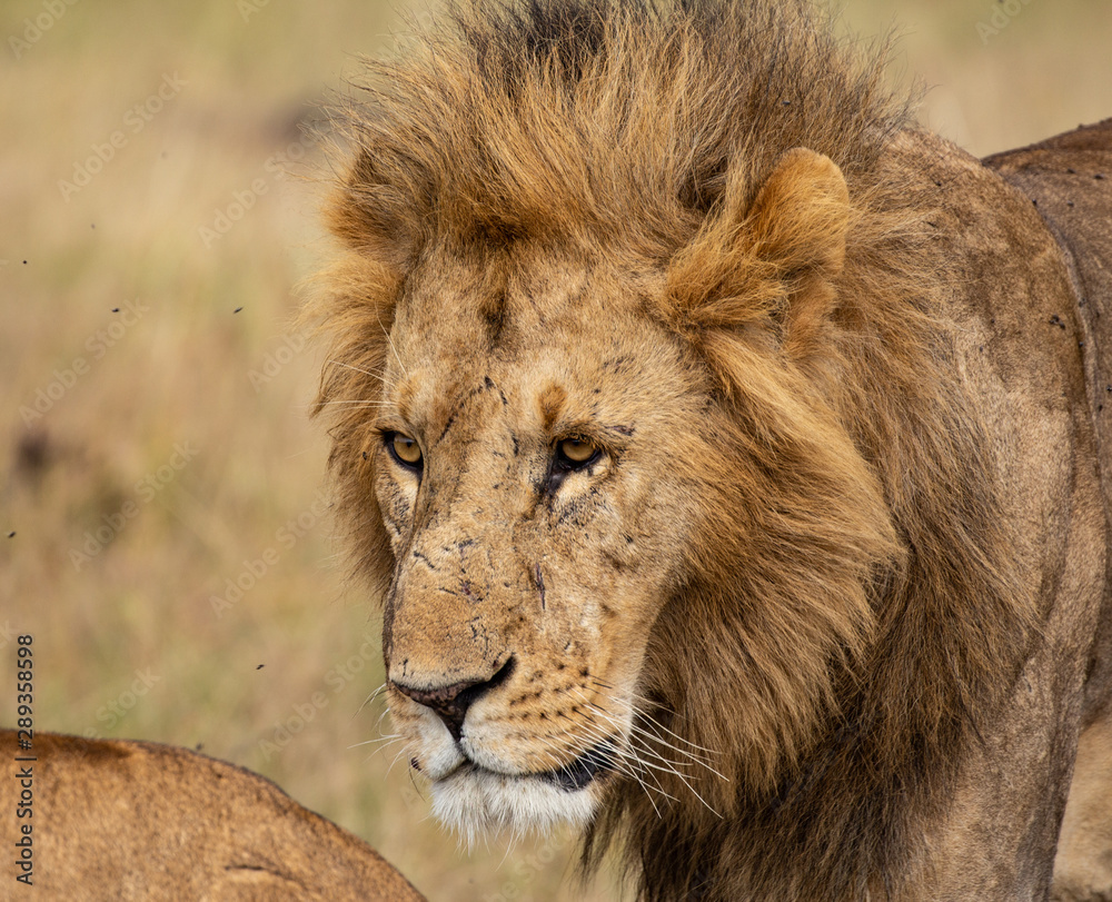 Lion facee closeup