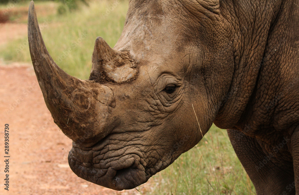 Obraz premium White rhino