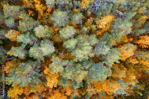 Bright autumn northern fore...