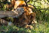Cub with lions paw on head