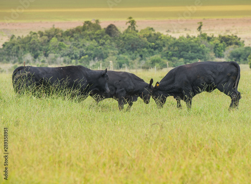 Angus bulls and cows  grazing on pasture  in Brazil