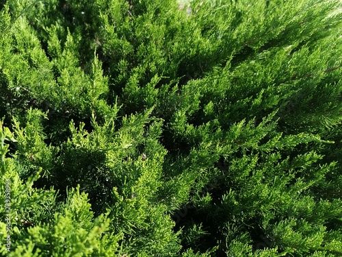 Needles of thuja. The background is completely filled with branches with green needles. Close-up photo