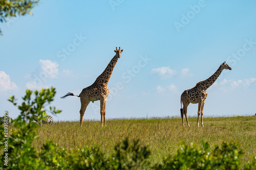 Photography Giraffe
