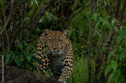 Leopard stalking