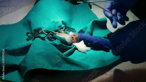 a veterinary surgeon will perform amputation of the forepaw of a young female cat. Vein ligation using soluble surgical threads photo