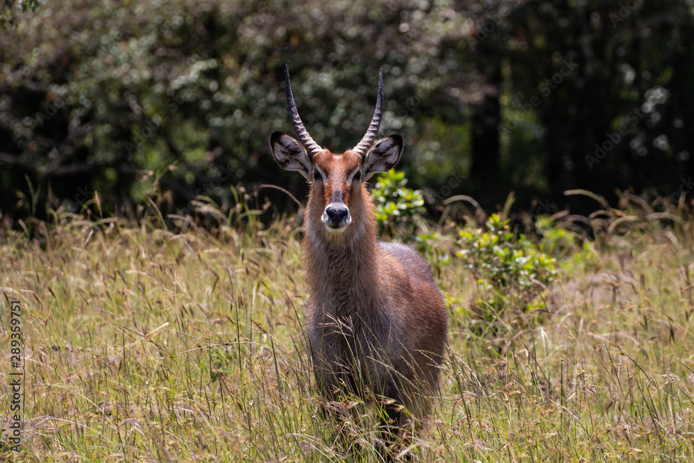 Gazelle