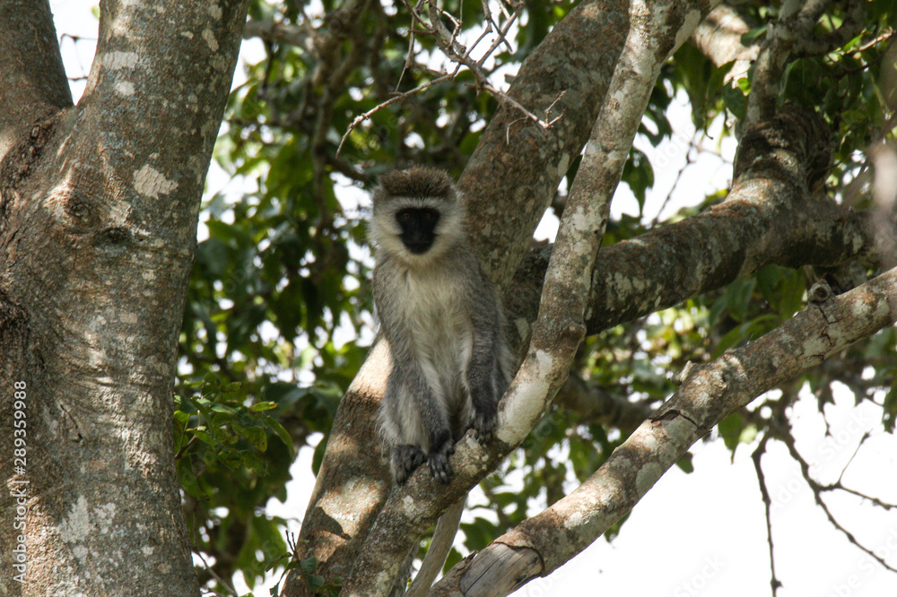 Obraz premium Monkey in tree