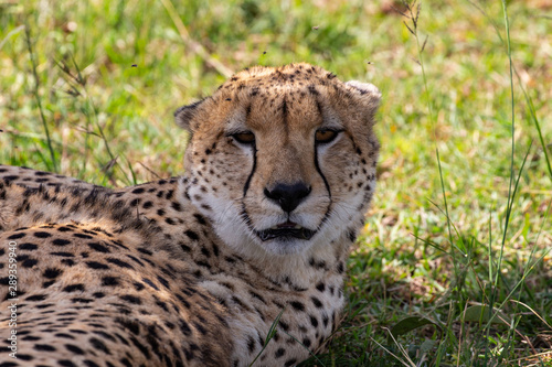 Cheetah © james