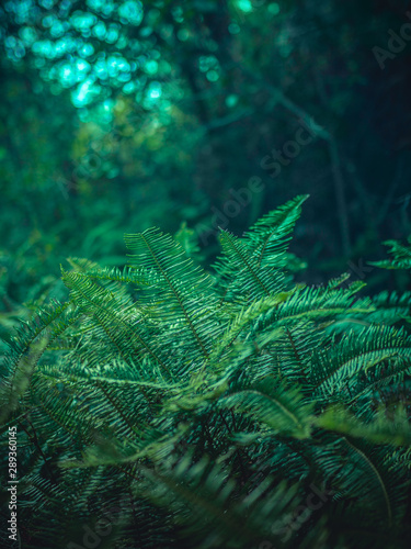 Folhagens verdes da Mata Atlântica Samanbaias