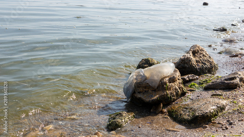 Dead jellyfish were thrown ashore after the storm, on the shores of the Azov Sea.