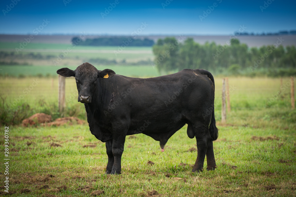 Angus bulls and cows, grazing on pasture, in Brazil Angus bulls and cows, grazing on pasture, in Brazil