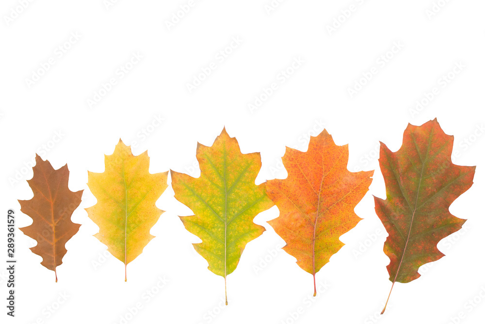 Fototapeta premium Yellow oak leaves isolated on white background