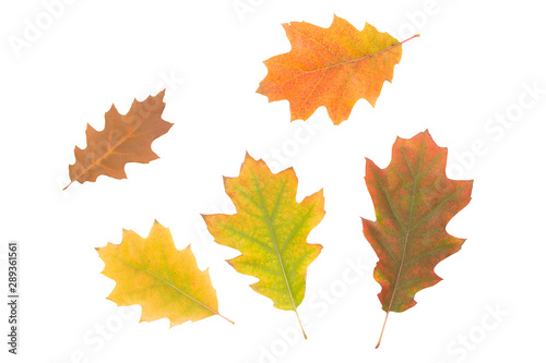 Yellow oak leaves isolated on white background