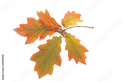 Yellow oak leaves isolated on white background, autumn concept