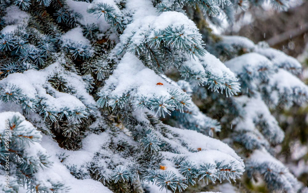 Spruce branches are covered with a thick layer of snow. Snowy winter_