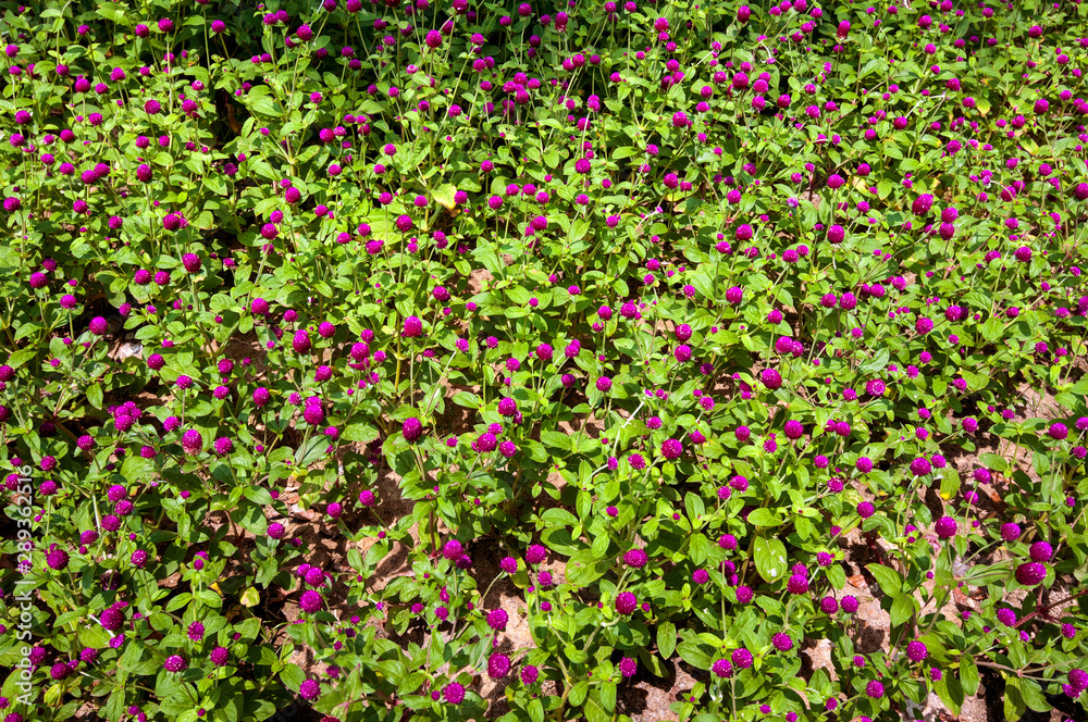 Gomphrena purple flowers in the summer garden.