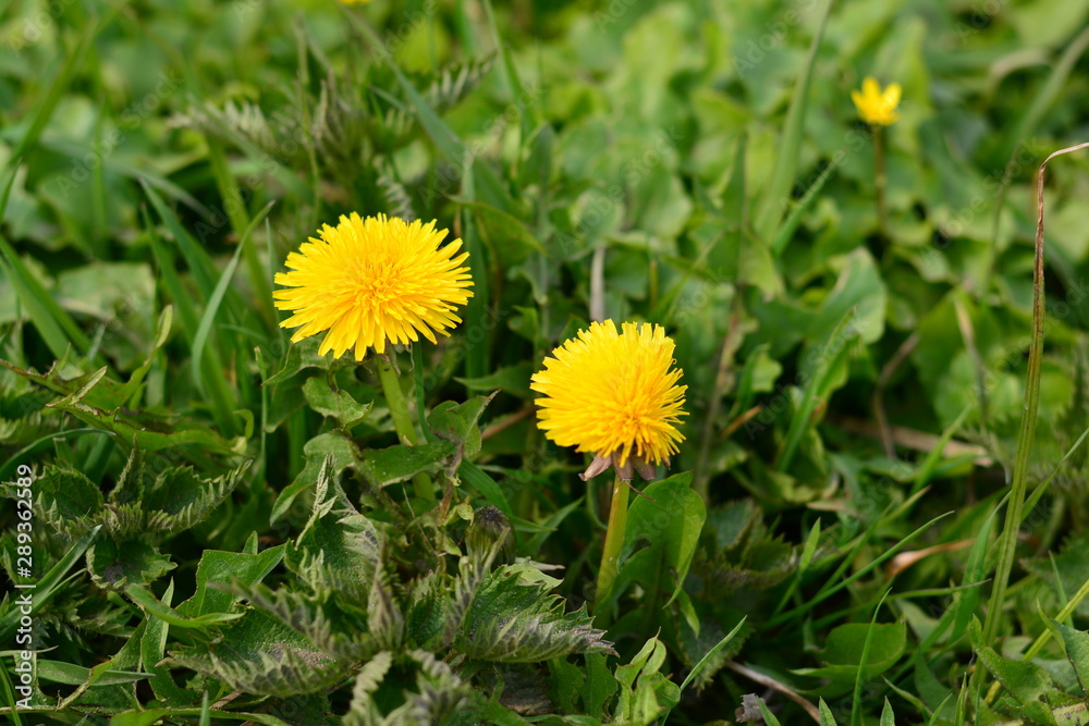 yellow dandelion in a field of grass yellow dandelion in a field of grass