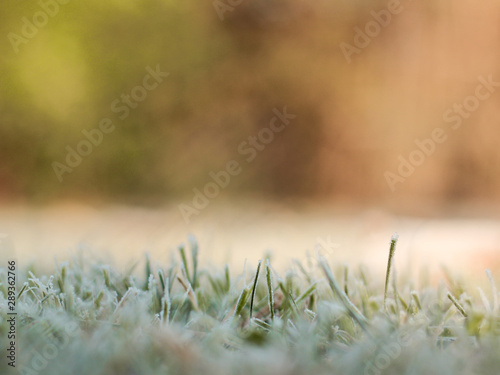 Frozen green grass on the ground in autumn on a blurred background