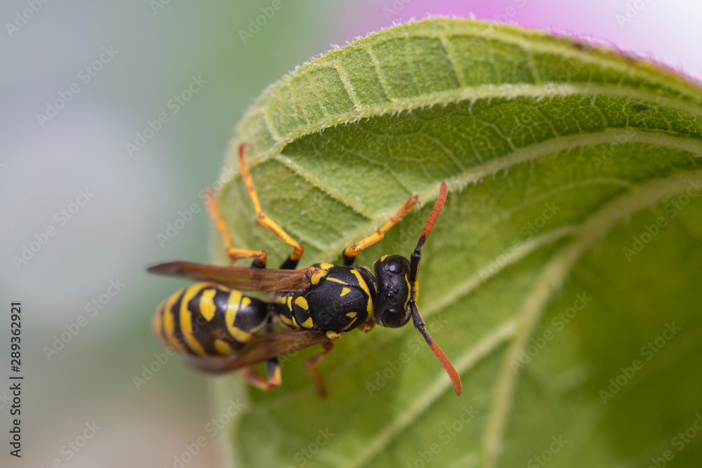 Fototapeta premium Feldwespe auf Blatt bei der Nahrungsaufnahme