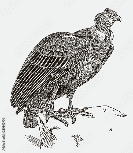 Andean condor, vultur gryphus standing on a rock. Illustration after an engraving from the 19th century photo