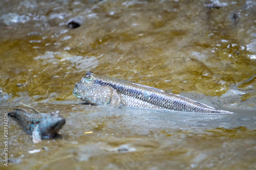 Periophthalmus or Boleophthalmus boddart are living on the wetlands of the mangrove forest. photo