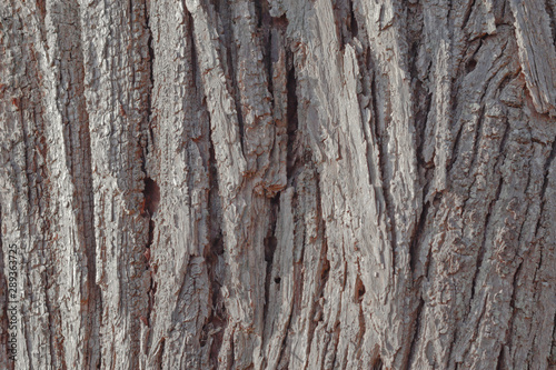 Texture of gray bark of an old tree background