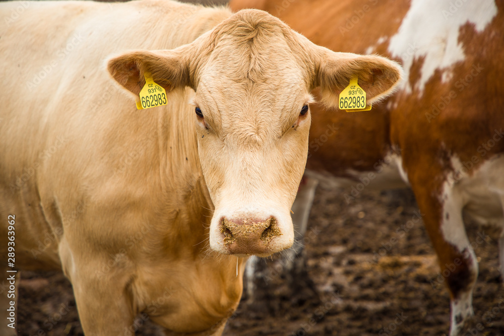 Cows on farm in Czech Republic