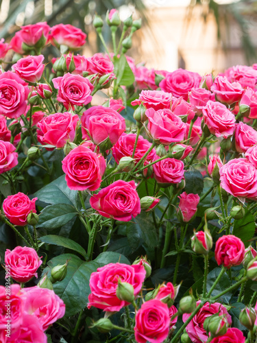 Natural summer background with pink roses. Beautiful blooming flower on green leaves background.