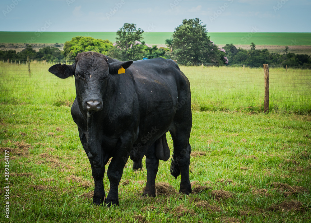 Angus bulls and cows, grazing on pasture, in Brazil Angus bulls and cows, grazing on pasture, in Brazil