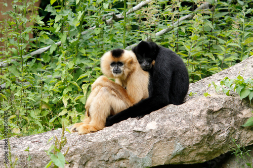 Fotografie engumschlungendes Schopfgibbon Pärchen