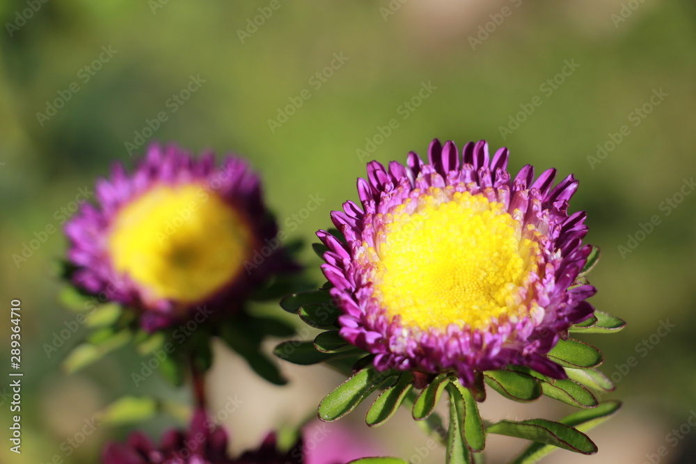 Obraz premium purple asters in the garden