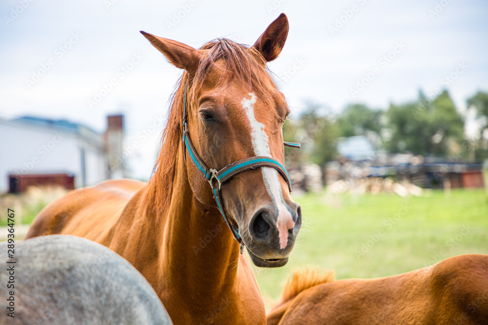 Horses on farm in Czech Republic