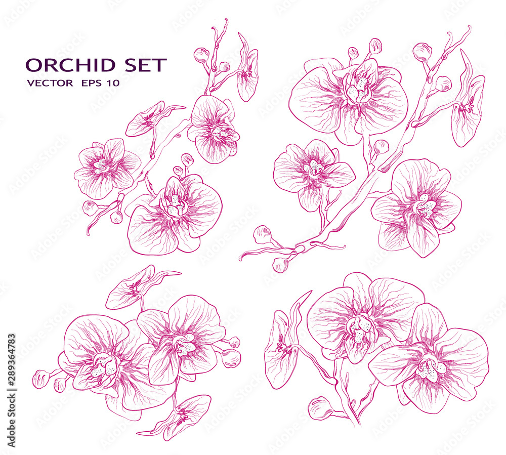 hand drawn Orchid set in minimalist style. a set of flowers and branches of pink lines isolated on a white background. tropical, exotic element, symbol of love, for your ideas. sketch for advertising,